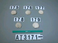 藏品(芋螺貝)的圖片